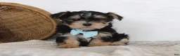 Morkie dogs for sale: Milo - Ad 1