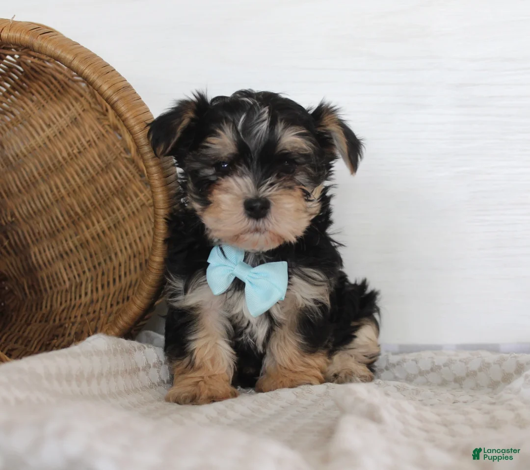 Morkie dogs for sale: Milo - Ad 1