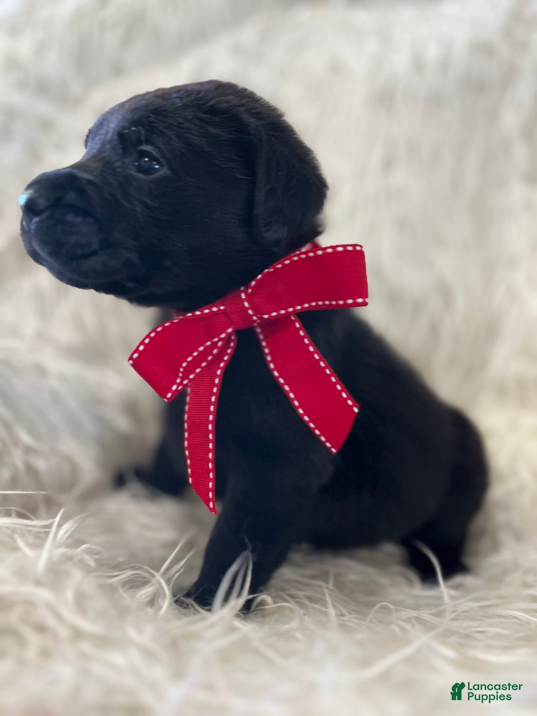 Labrador Retriever dogs for sale: Midnight  - Ad 3