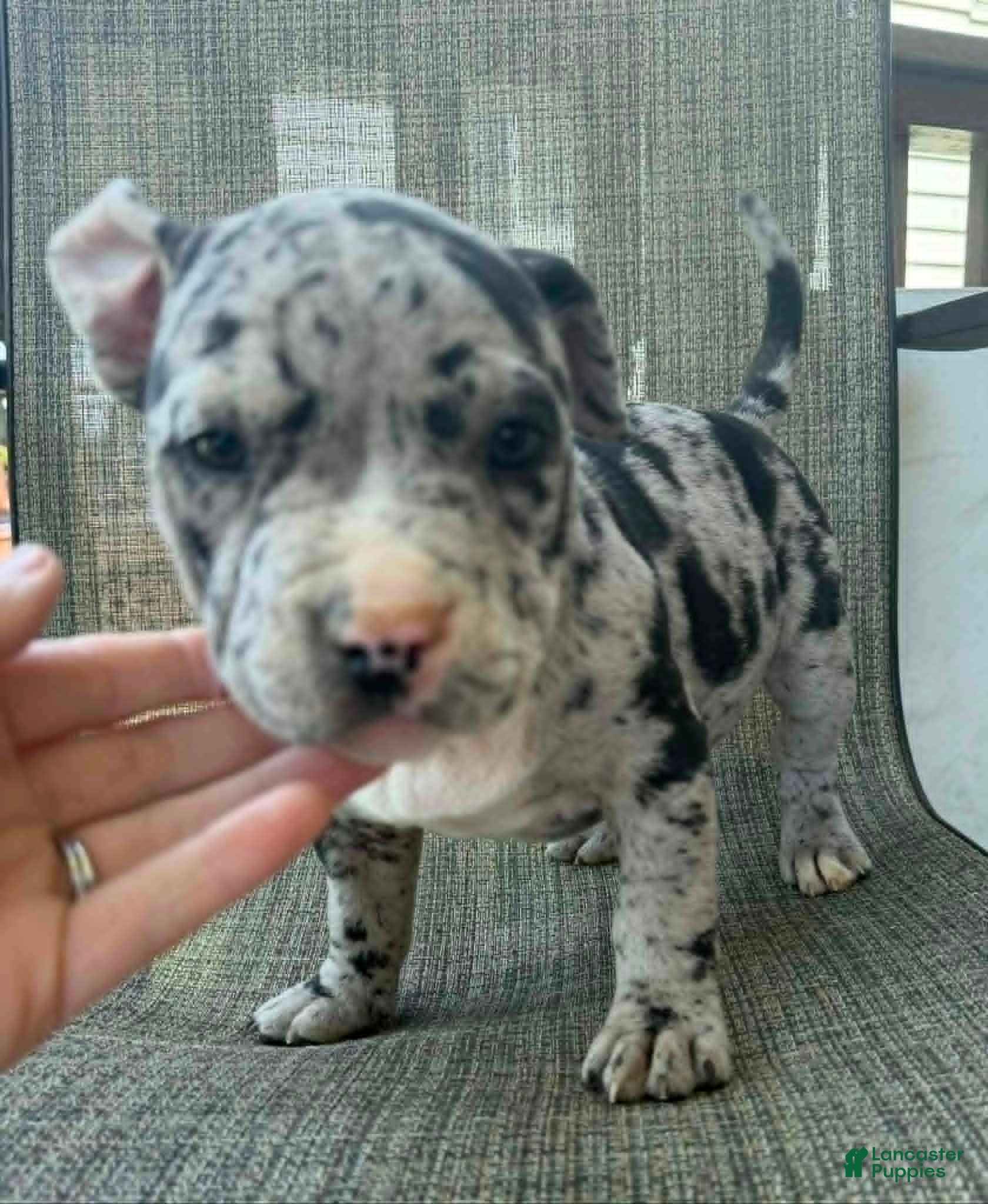 American Bully dogs for sale: Hera - Ad 8