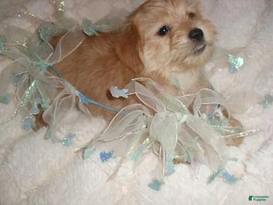 Shorkie dogs for sale: Shorkie 1 - Ad 4
