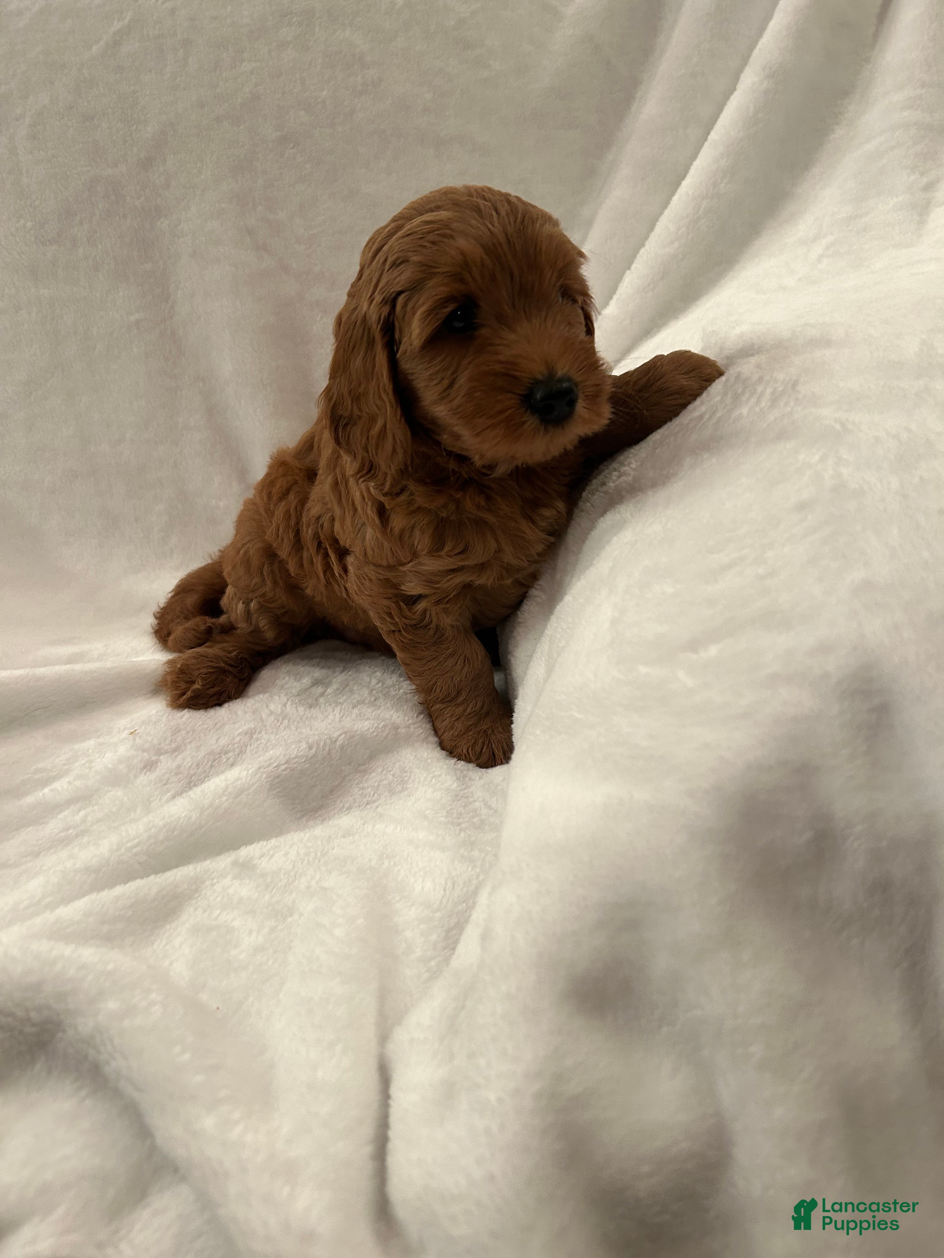 Goldendoodle dogs Blue - Ad 1