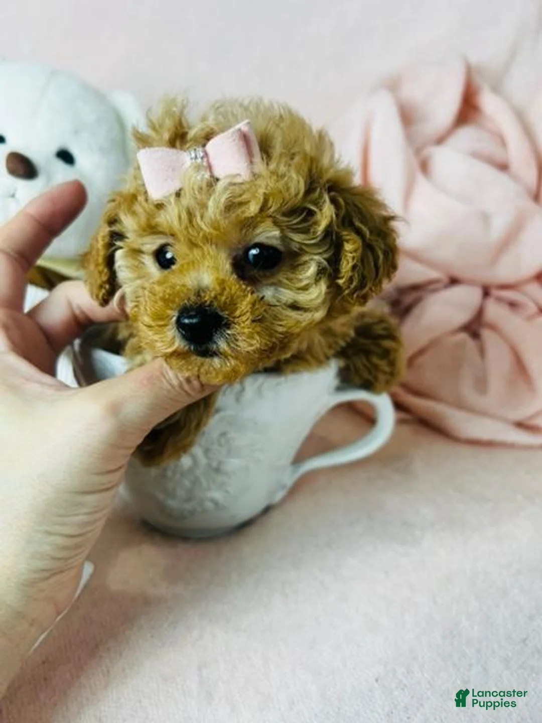 Toy Poodle dogs for sale: Toy Poodle Puppy 1 - Ad 2