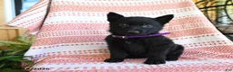 German Shepherd dogs for sale: Melody - Ad 3
