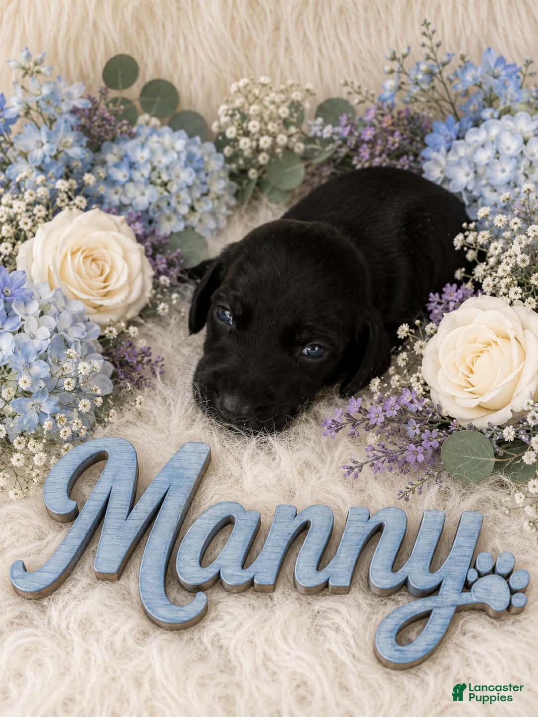 German Shorthaired Pointer dogs Manny - Ad 11