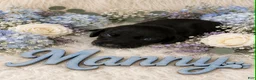 German Shorthaired Pointer dogs for sale: Manny - Ad 1
