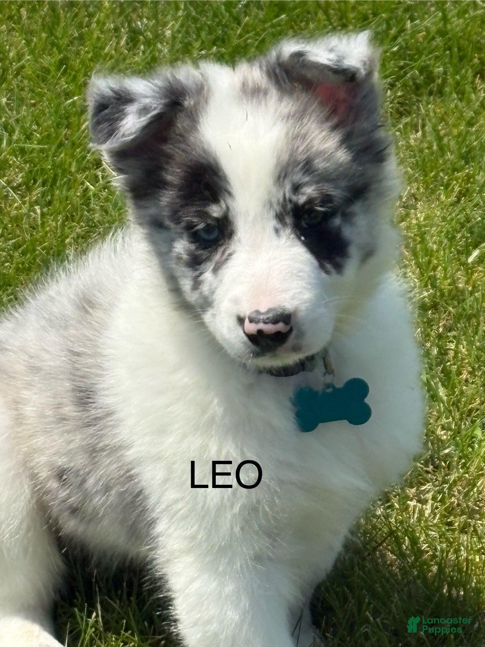 Border Collie dogs Leo - Ad 1
