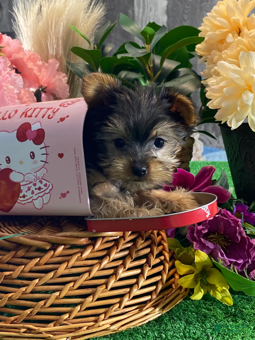 Yorkshire Terrier dogs for sale: Yo-yo  - Ad 1