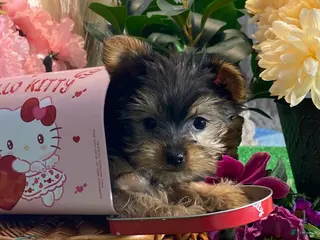 Yorkshire Terrier dogs Yo-yo - Ad 13