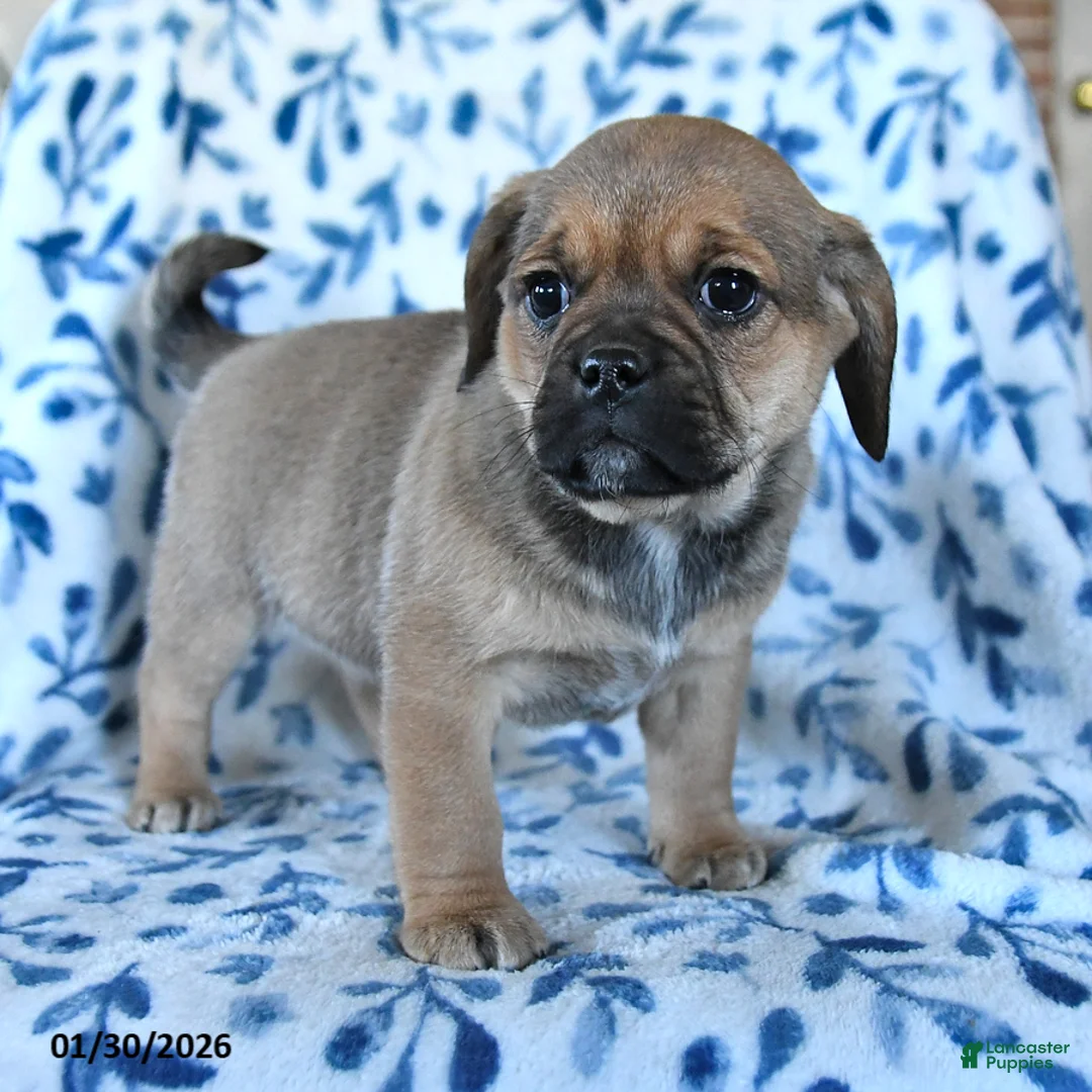 Puggle dogs for sale: Sweetie - Ad 2