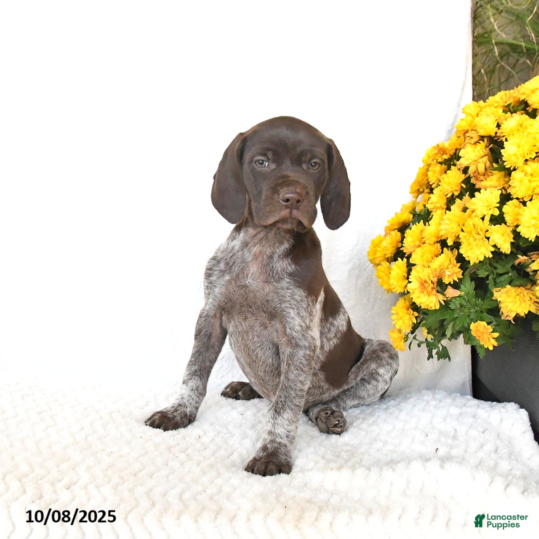 German Shorthaired Pointer dogs for sale: Candy - Ad 5
