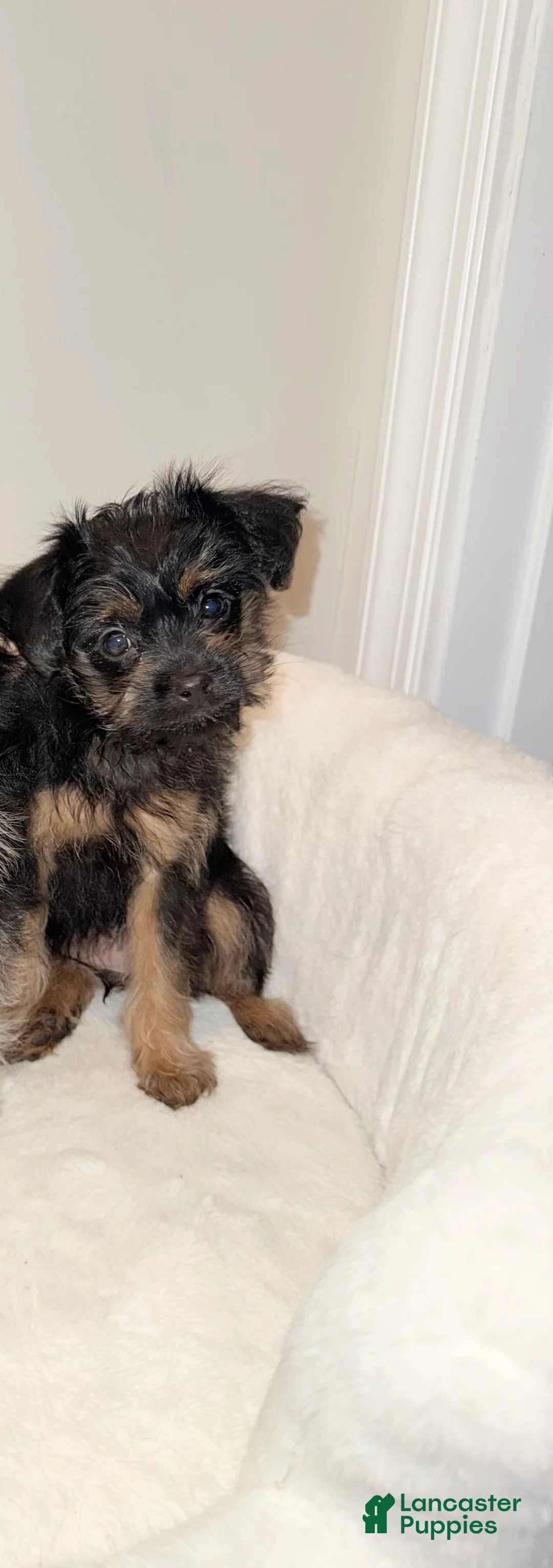 Morkie dogs for sale: Morkie Puppy 2 - Ad 2