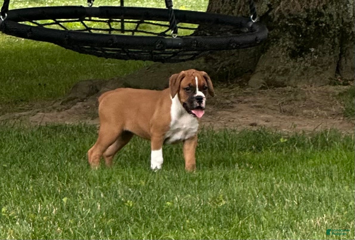 Boxer dogs Boxer 3 - Ad 1