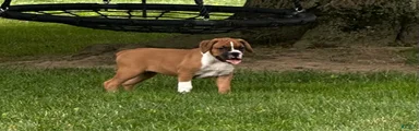 Boxer 3