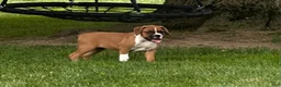 Boxer dogs for sale: Boxer 3 - Ad 1