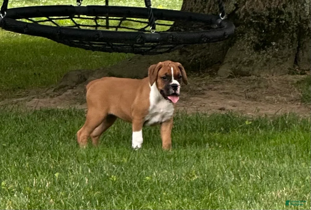 Boxer dogs for sale: Boxer 3 - Ad 1