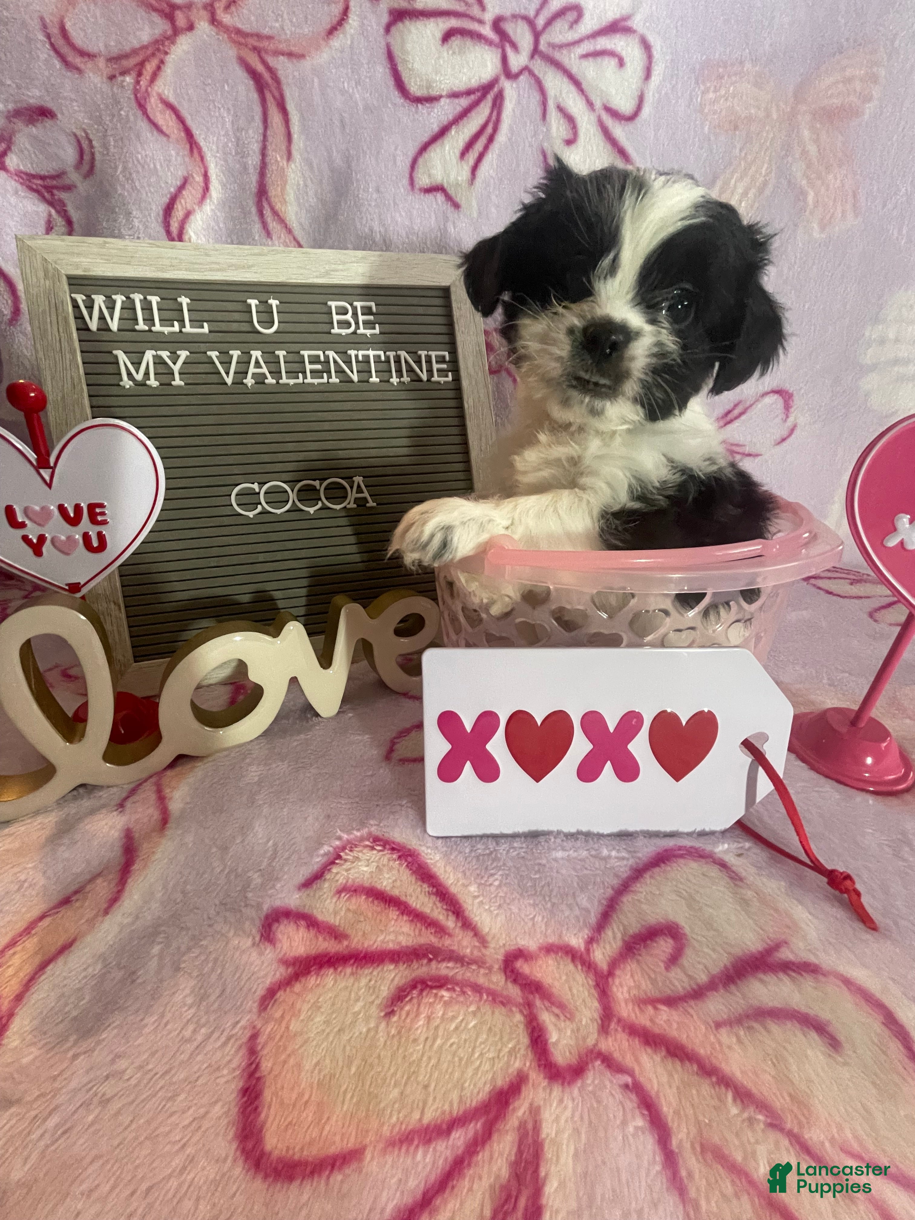 Mixed Breed dogs Cocoa - Ad 40