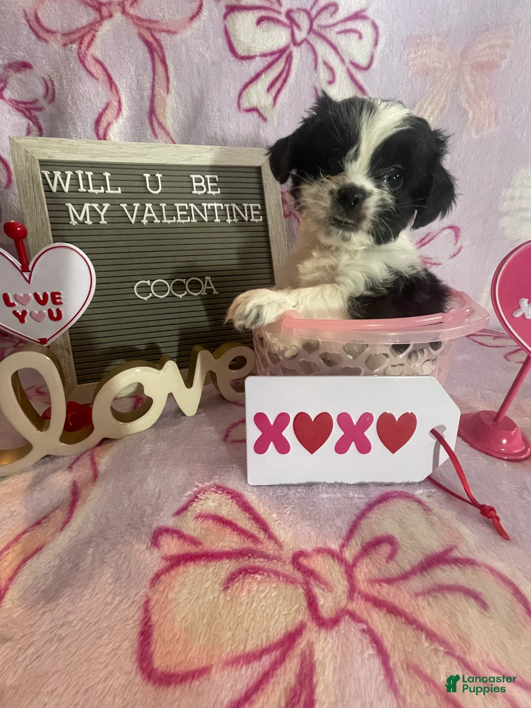 Mixed Breed dogs for sale: Cocoa - Ad 1