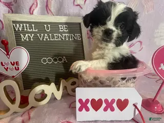 Mixed Breed dogs Cocoa - Ad 40