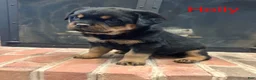 Rottweiler dogs for sale: Holly - Ad 2