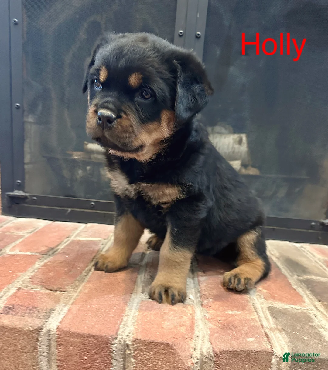 Rottweiler dogs for sale: Holly - Ad 2