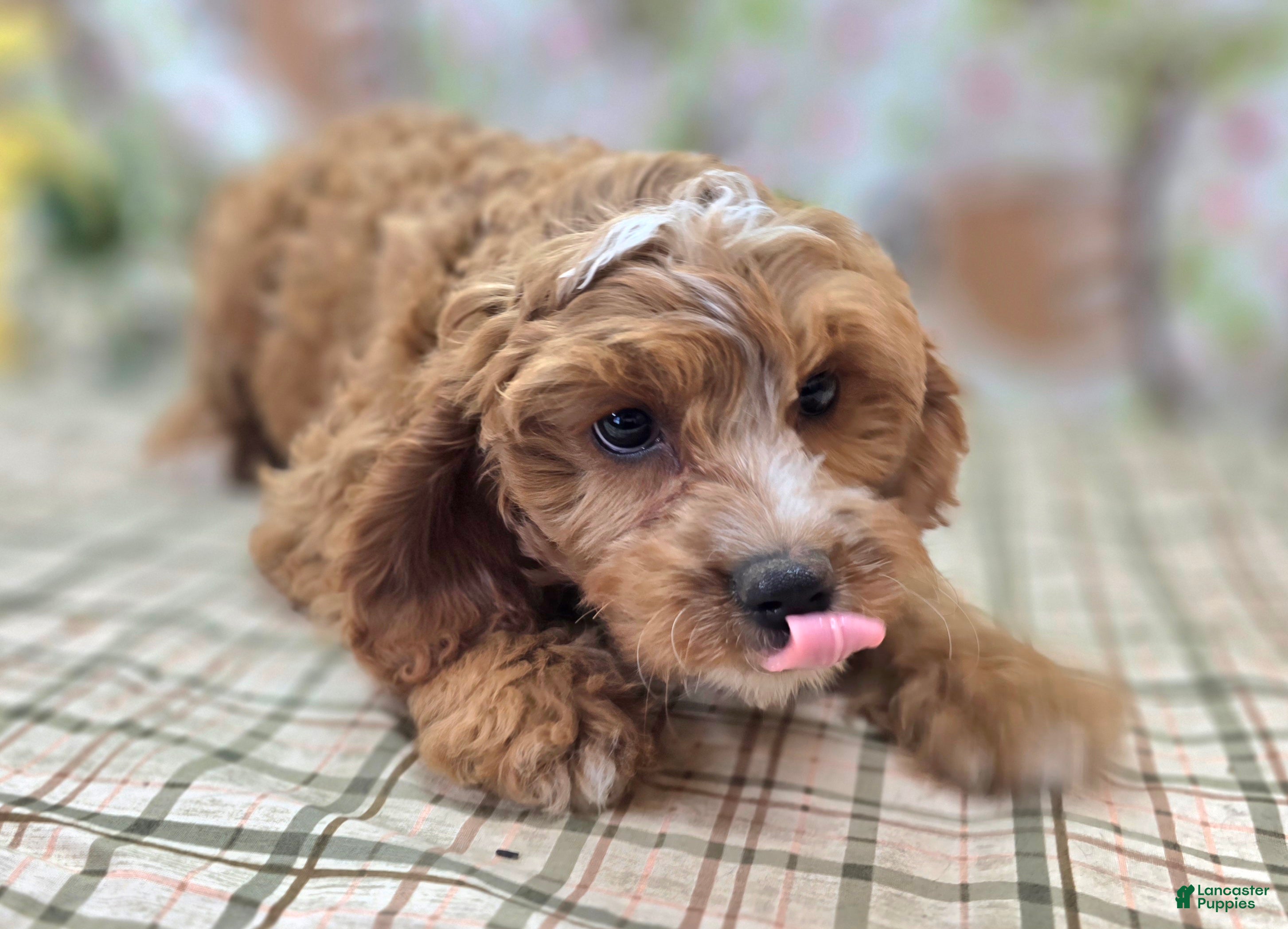 Cavapoo dogs Blizzard - Ad 15