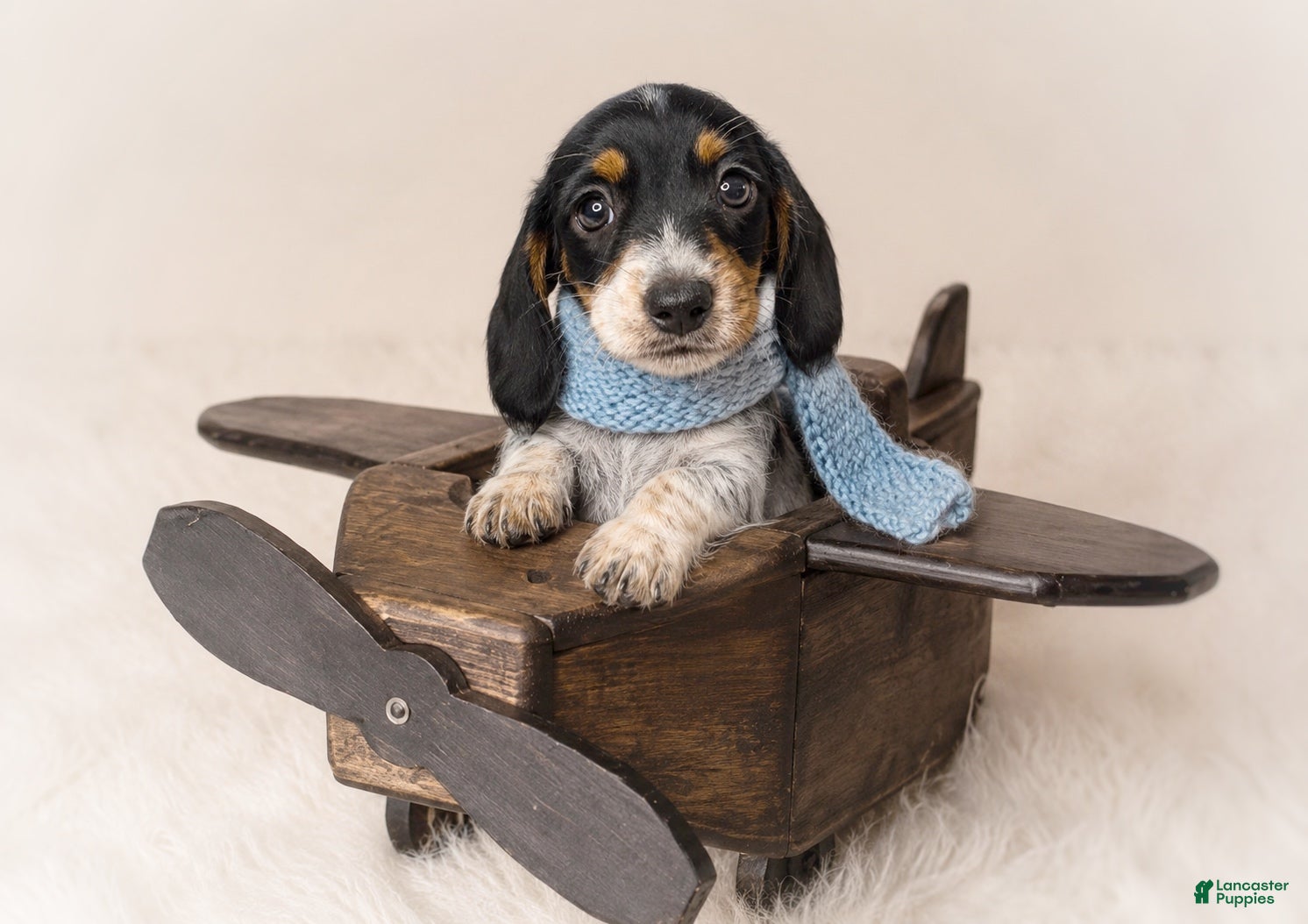 Miniature Dachshund dogs Tripp - Ad 1