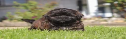 Shihpoo dogs for sale: Terry - Ad 5