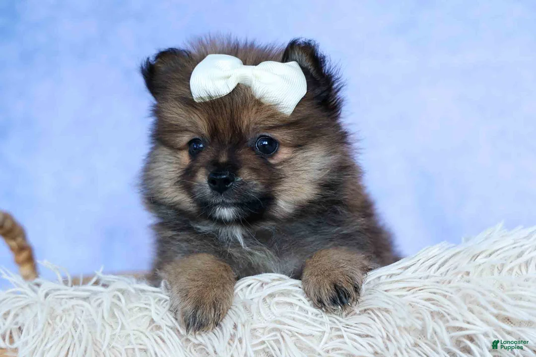 Pomeranian dogs for sale: Flynn  - Ad 2