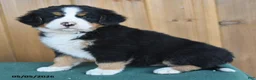Bernese Mountain Dog dogs for sale: Pete - Ad 2