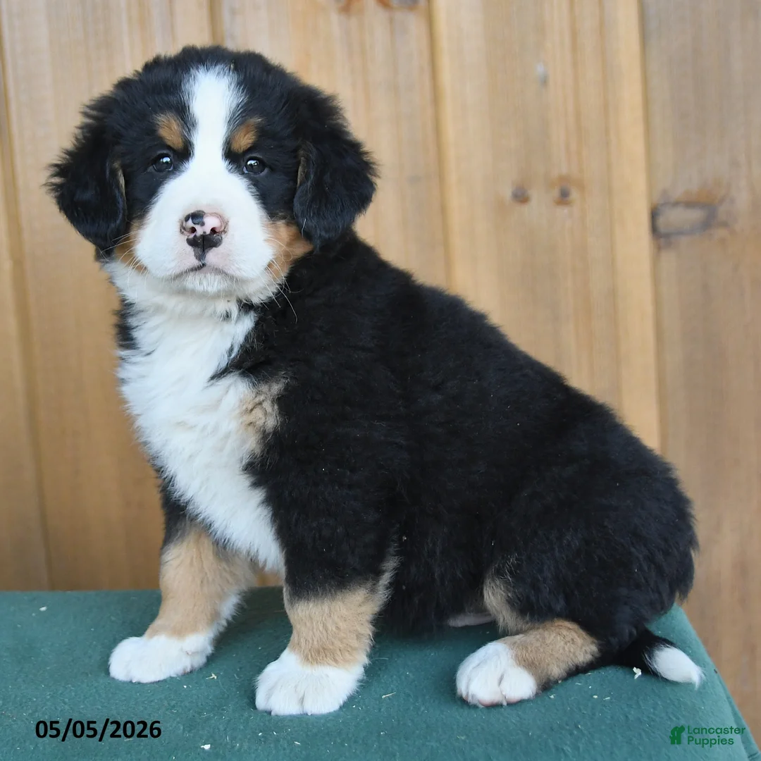 Bernese Mountain Dog dogs for sale: Pete - Ad 2