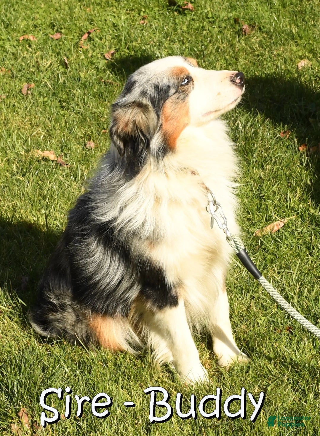Miniature Australian Shepherd dogs for sale: Chestnut - Ad 11