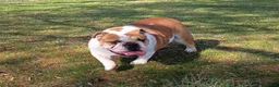 English Bulldog dogs for sale: Jewels - Ad 2