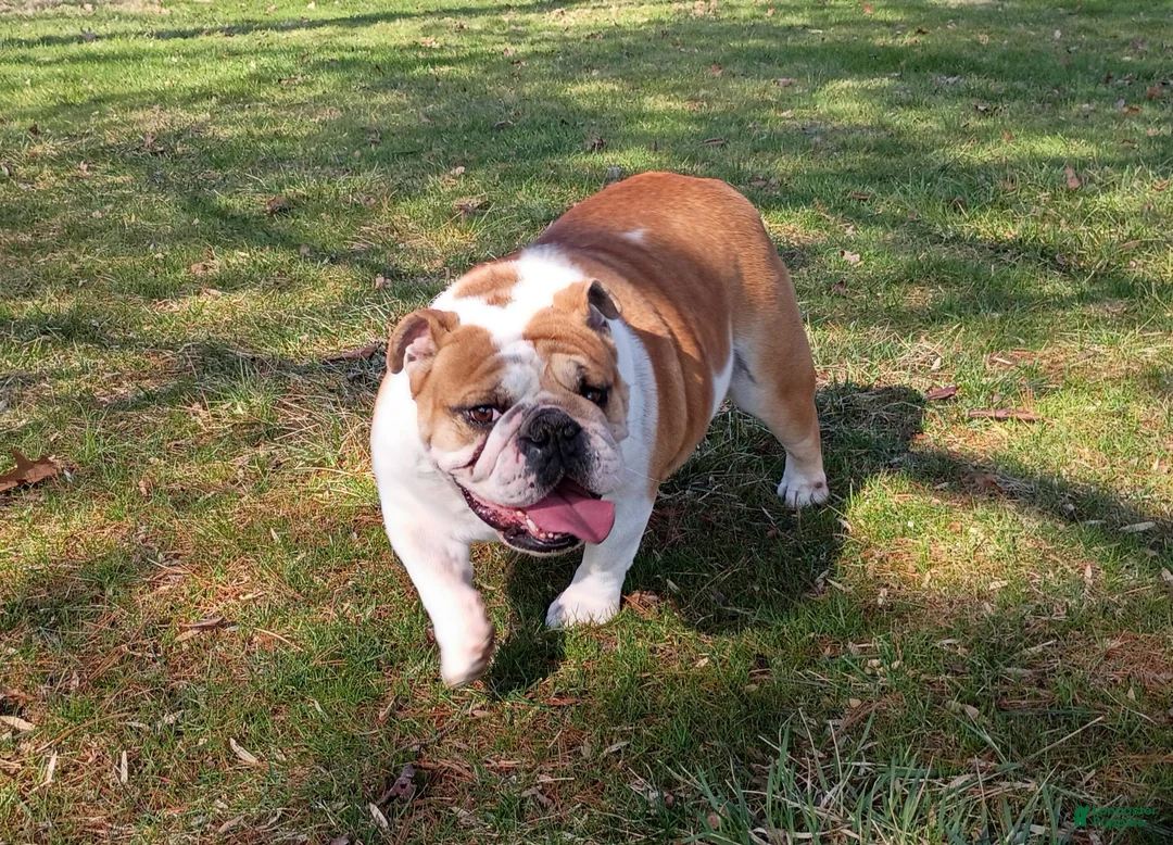 English Bulldog dogs for sale: Jewels - Ad 2