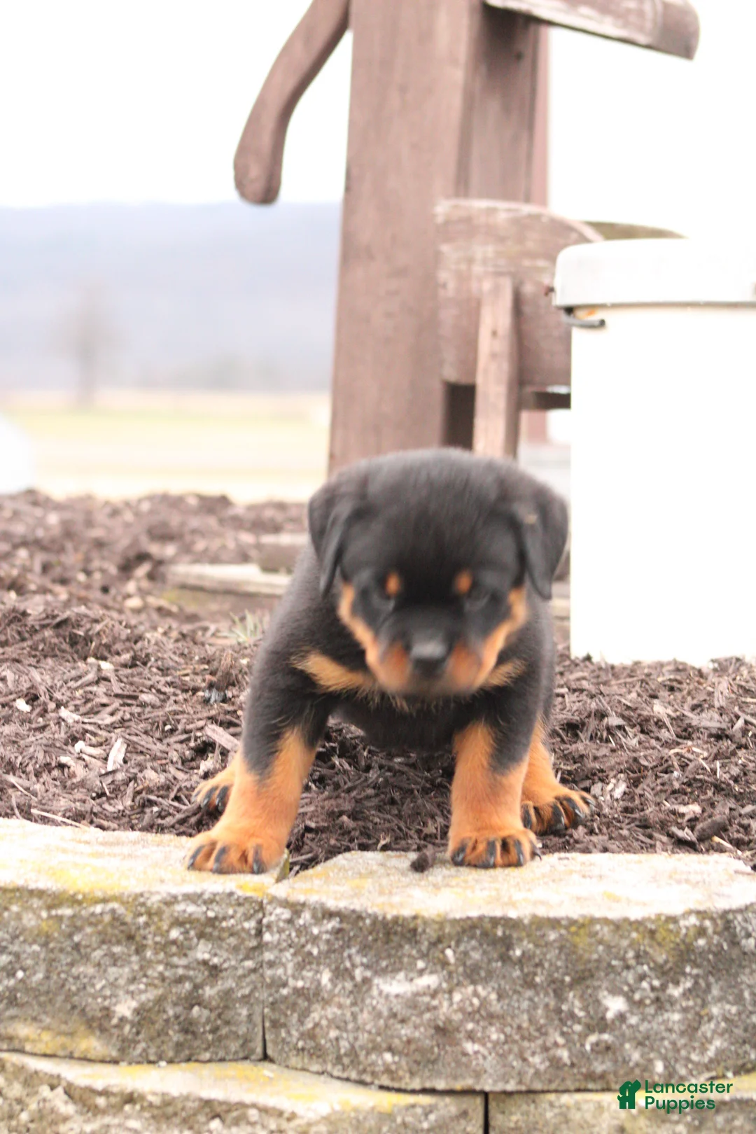 Boxer dogs for sale: Reeses - Ad 7