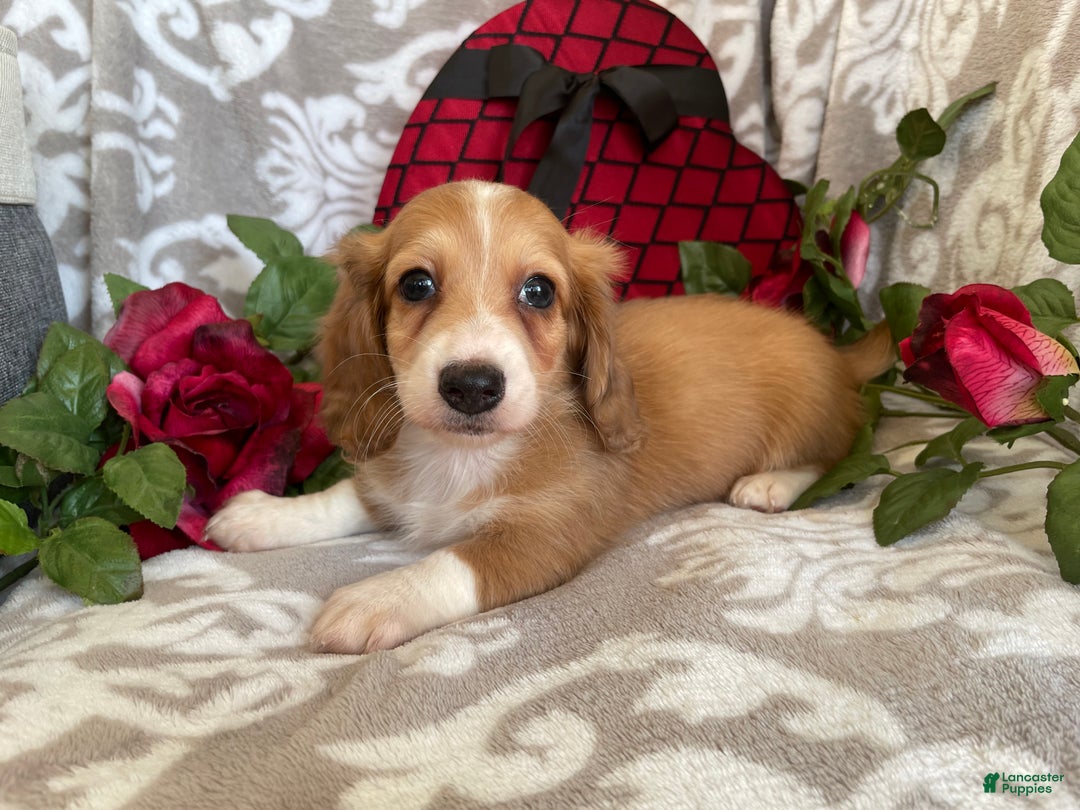 Miniature Dachshund dogs for sale: Blake - Ad 11