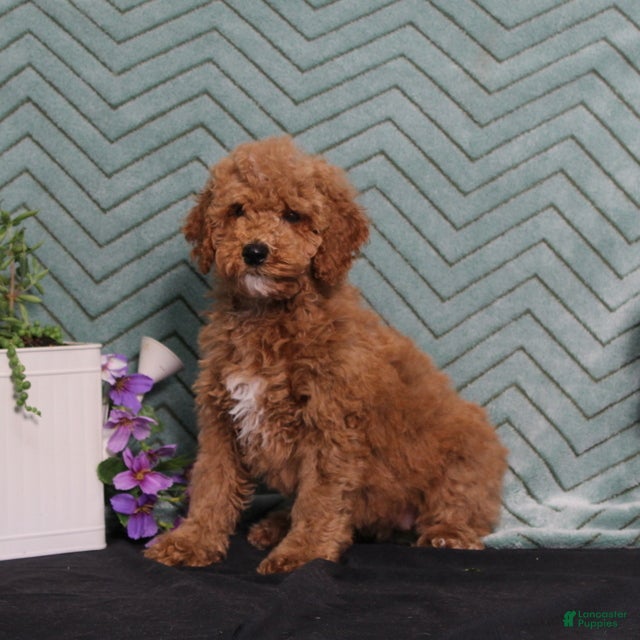 Miniature Poodle dogs BJ's Yahtzee - Ad 2