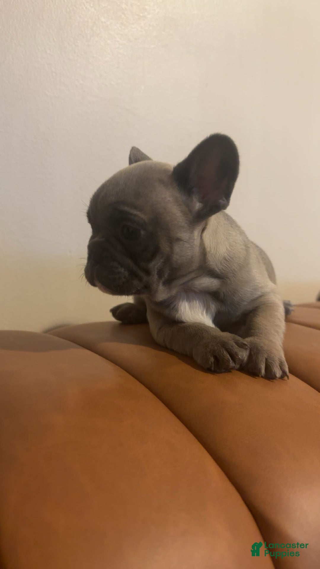 French Bulldog dogs for sale: French Bulldog Puppy 1 - Ad 4