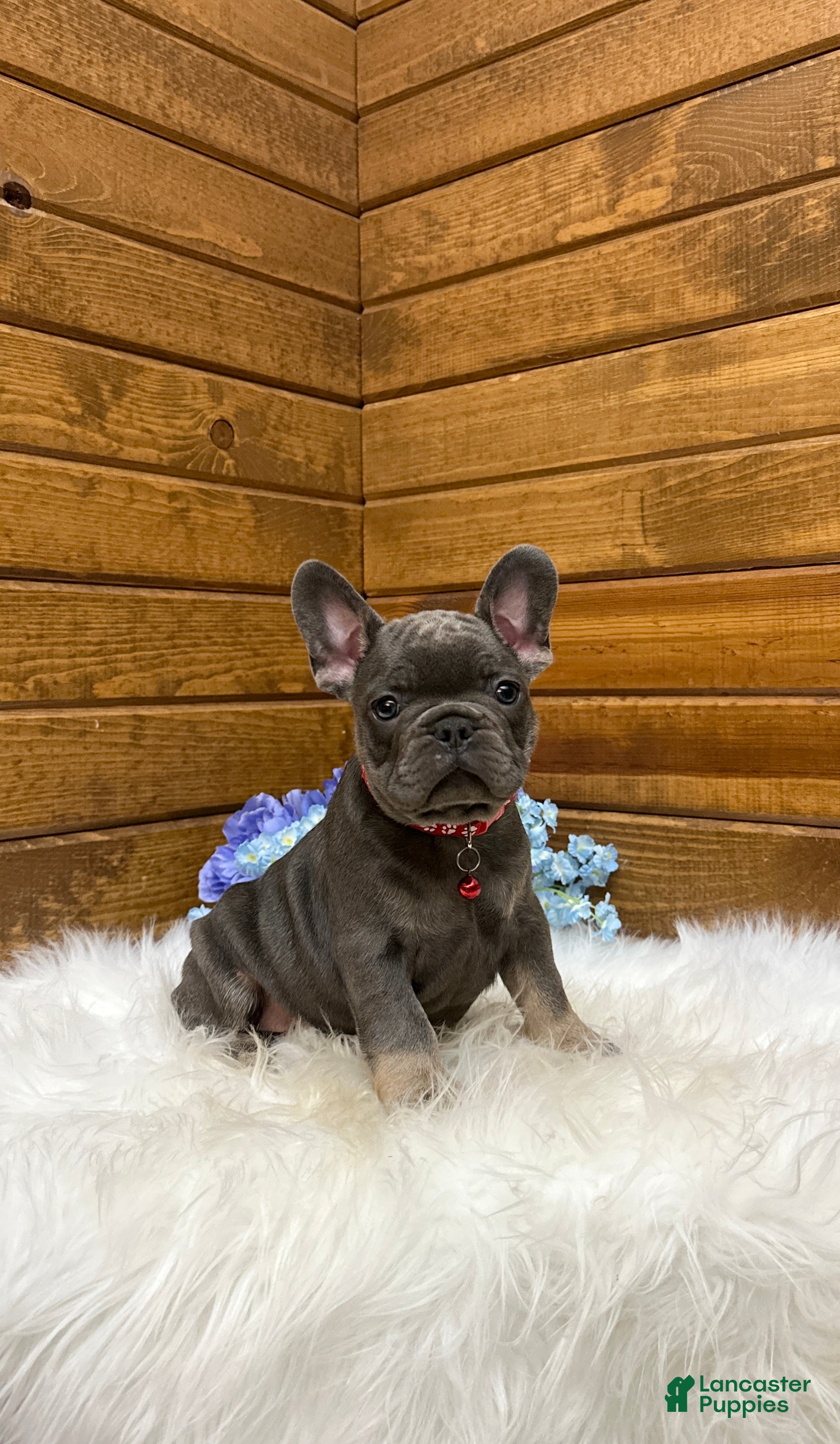 French Bulldog dogs Grayson - Ad 1