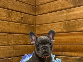 French Bulldog dogs for sale: Grayson - Ad 1