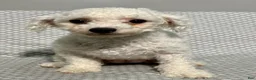 Yochon dogs for sale: Grace  - Ad 6