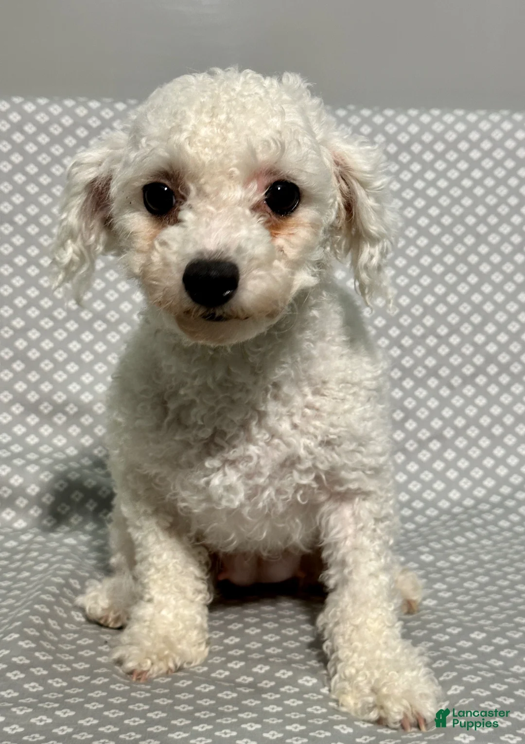 Yochon dogs for sale: Grace  - Ad 6