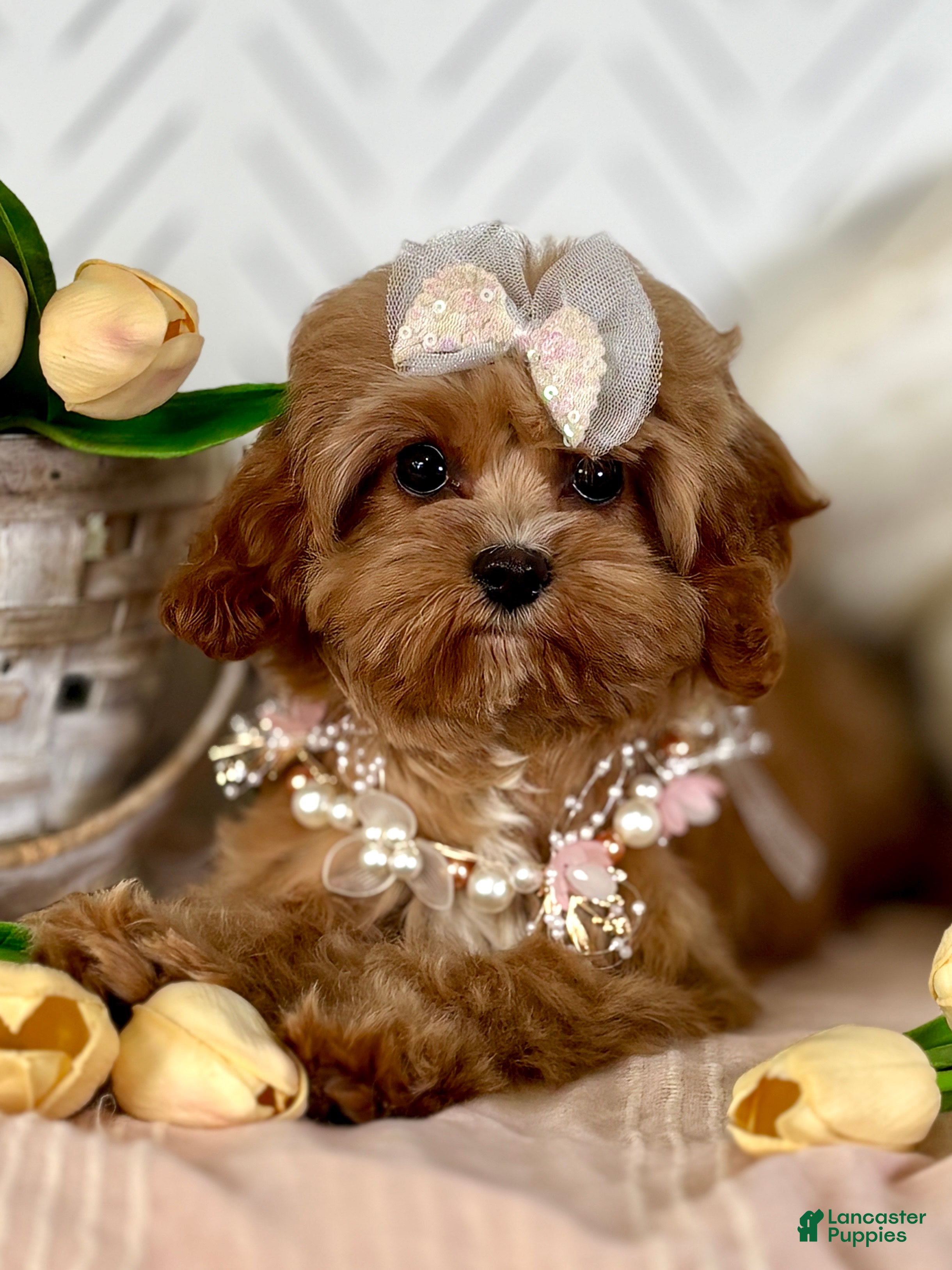 Cavapoo dogs Blossom Cavapoo Puppy  - Ad 2