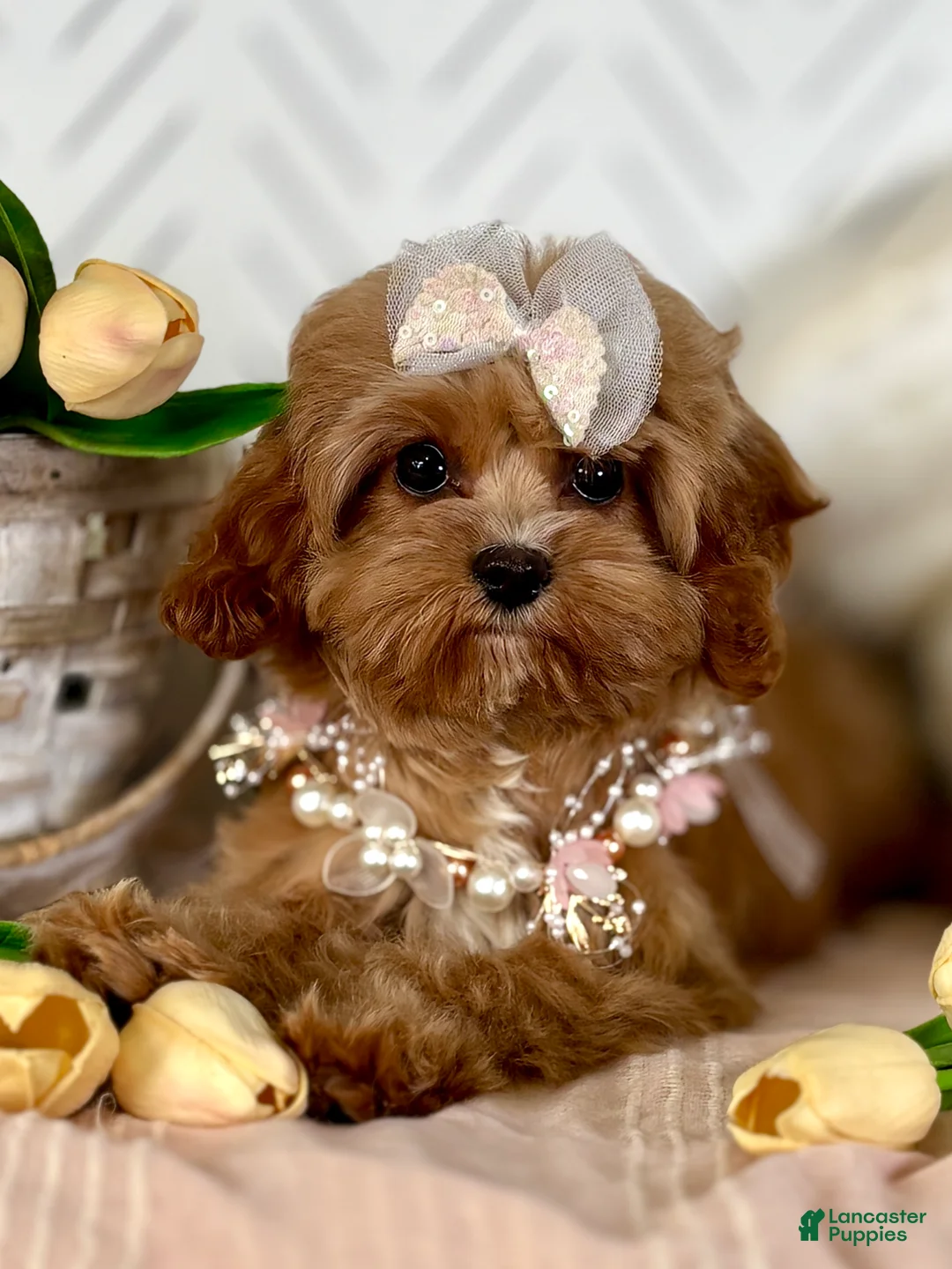 Cavapoo dogs for sale: Blossom Cavapoo Puppy  - Ad 2