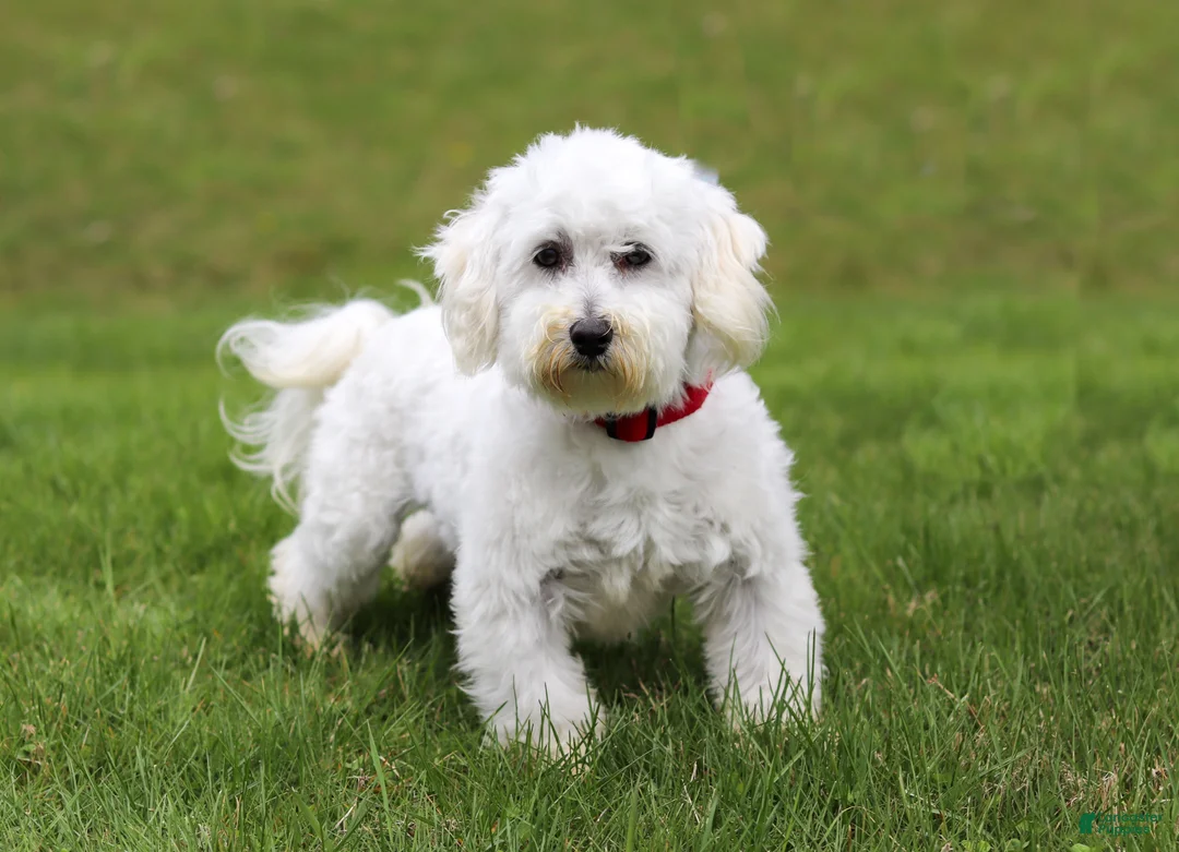 Morkie dogs for sale: Scarlett - Ad 14