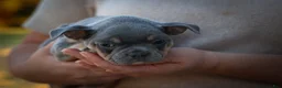 Frenchton dogs for sale: Pippa 🎀  - Ad 12