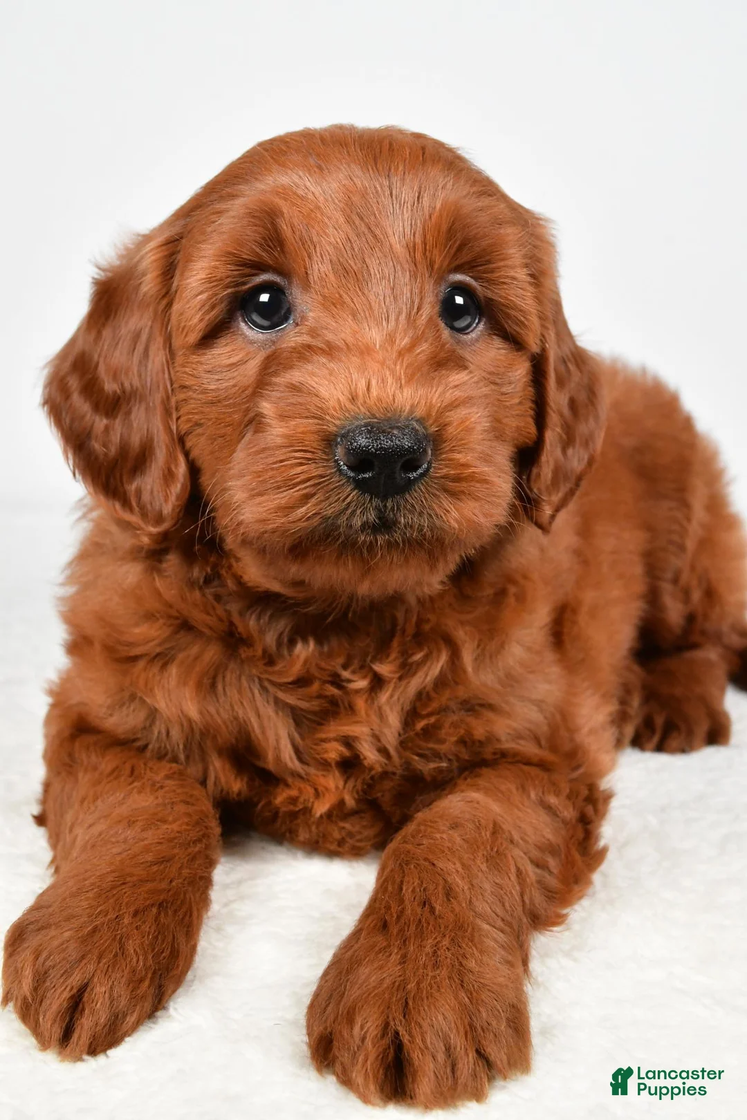 Mini Goldendoodle dogs for sale: Cooper - Ad 9