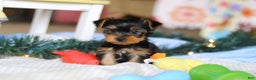 Yorkshire Terrier dogs for sale: Maverick - Ad 4