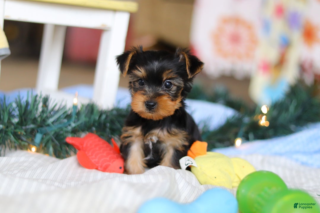 Yorkshire Terrier dogs for sale: Maverick - Ad 4