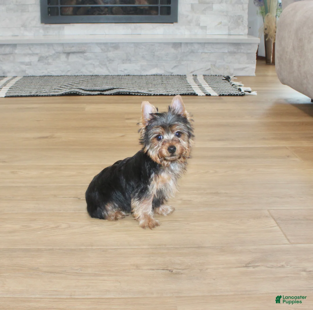 Yorkshire Terrier dogs for sale: Robot - Ad 5